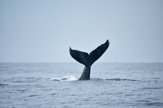 Whale Watching - Key Points