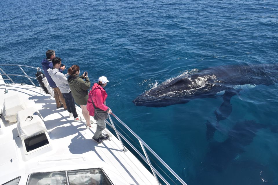 Whale Watching Cruise From Busselton, Augusta or Dunsborough - Key Points