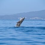whale watching guaranteed experience in puerto vallarta Whale Watching Guaranteed Experience in Puerto Vallarta