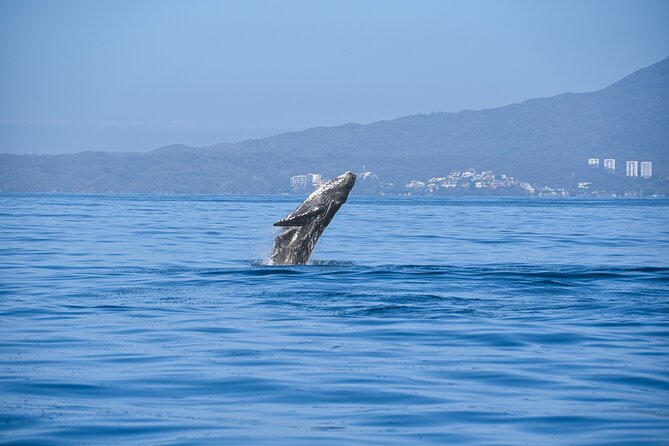 Whale Watching Guaranteed Experience in Puerto Vallarta