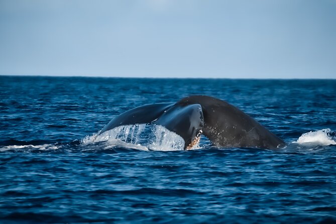 Whale Watching in Kona - Key Points