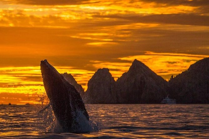 Whale Watching Tour in Los Cabos - Key Points
