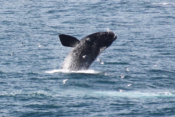 Whale Watching Walking Tours (Land-Based) - From JUNE - Key Points