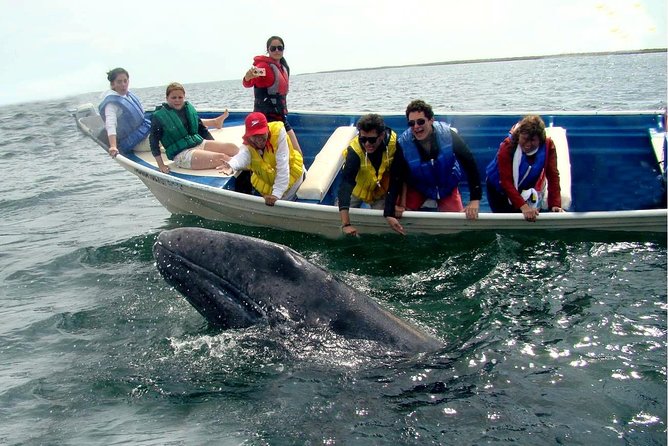 Whales Tour From La Paz - Key Points