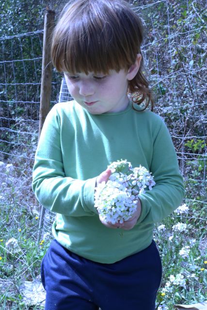 Wild Walk: Discover the Local Wild Flora - Key Points