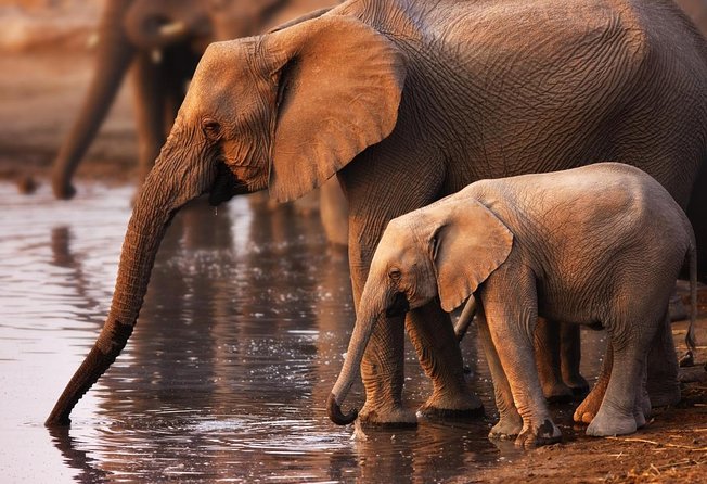 Wildlife Wonders - Addo Elephant National Park Tour - Key Points