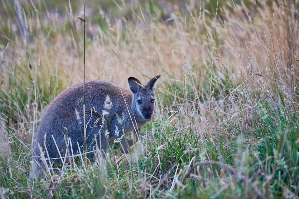 Wildlife Wonders: Great Ocean Road Dawn Discovery Tour - Key Points