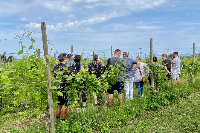 Wine Tasting and Tour of Lugana Wines in Sirmione - Key Points