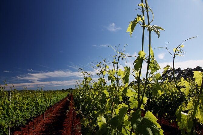 Wine Tasting Experience at the Organic Winery in ŠIšAn - Key Points