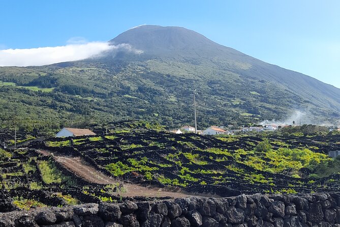 Wine Tour and Tasting With a Local Winemaker at Pico Island - Winemakers Story