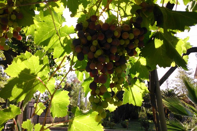 Wine Tour With Lunch From Mendoza - Key Points