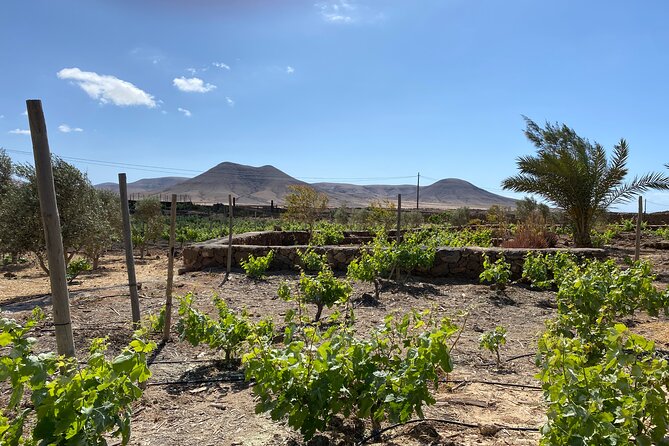 Winery and Chocolate Tasting Experience in Fuerteventura - Location and Meeting Point