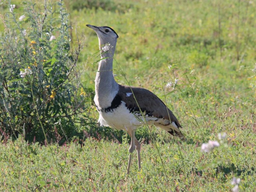 Winton: Bladensburg National Park Half Day Tour - Key Points