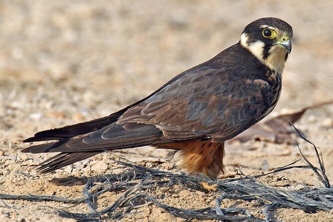 1 Day Kgaswane Mountain Reserve Birding Shared Tour - Key Points