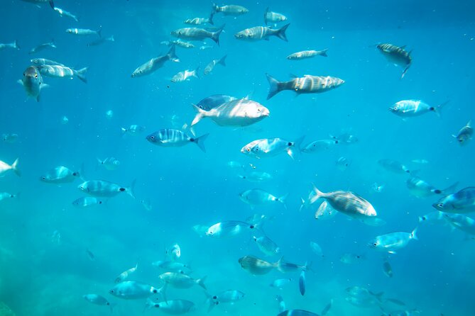 1-Hour Guided Semi-Submarine Tour to Isola Bella