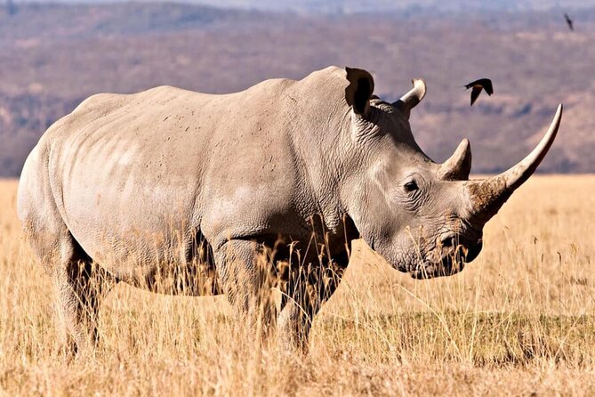 2 Day Hluhluwe Game Reserve and Isimangaliso Wetlands From Durban