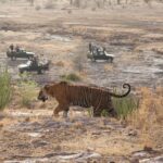 1 2 night private ranthambore national park and wildlife tour from delhi 2-Night Private Ranthambore National Park and Wildlife Tour From Delhi