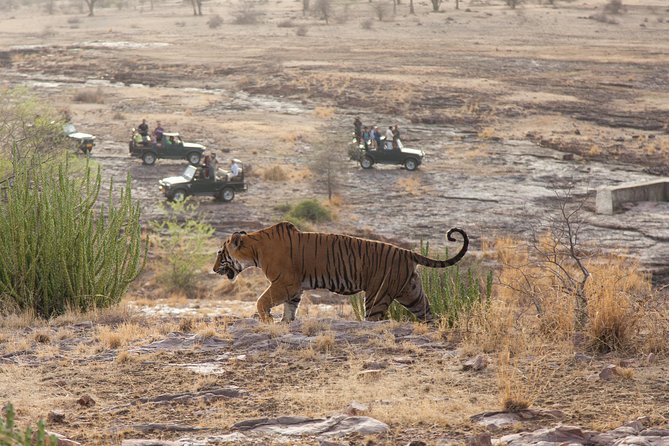 2-Night Private Ranthambore National Park and Wildlife Tour From Delhi