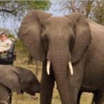 1 3 day kruger national park tour from johannesburg 3 Day Kruger National Park Tour From Johannesburg