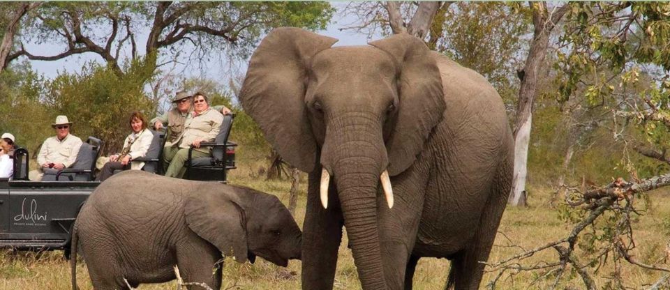 3 Day Kruger National Park Tour From Johannesburg - Just The Basics