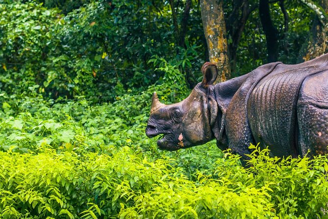 1 3 days and 2 nights chitwan national park safari tour in pokhara 3 Days and 2 Nights Chitwan National Park Safari Tour in Pokhara