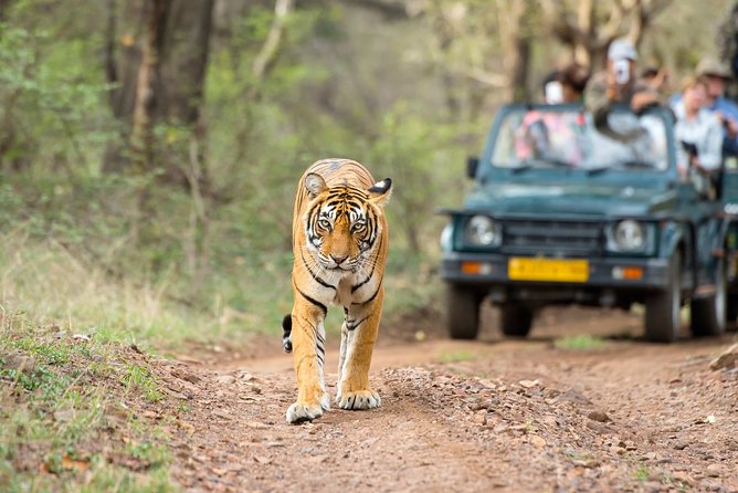 1 3 hour private safari in ranthambore tiger reserve 3-Hour Private Safari in Ranthambore Tiger Reserve