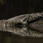 1 3a daintree rainforest mossman gorge crocodile cruise 3A Daintree Rainforest, Mossman Gorge & Crocodile Cruise