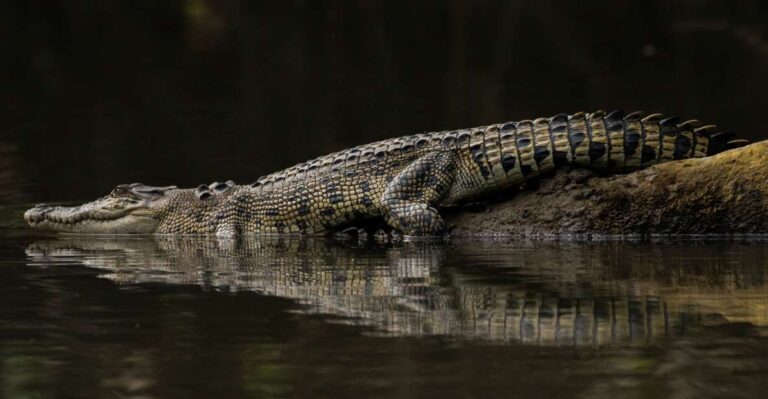 3A Daintree Rainforest, Mossman Gorge & Crocodile Cruise