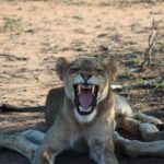 1 5 day greater kruger national park adventure safari 5 Day Greater Kruger National Park Adventure Safari
