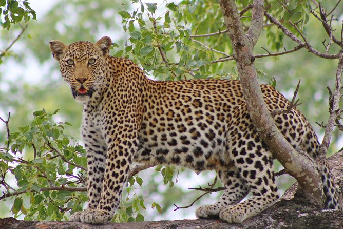 5 Day Kruger Park Classic Safari