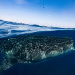 1 7 day whale shark ecofriendly tour in cancun 7 Day- Whale Shark Ecofriendly Tour in Cancun