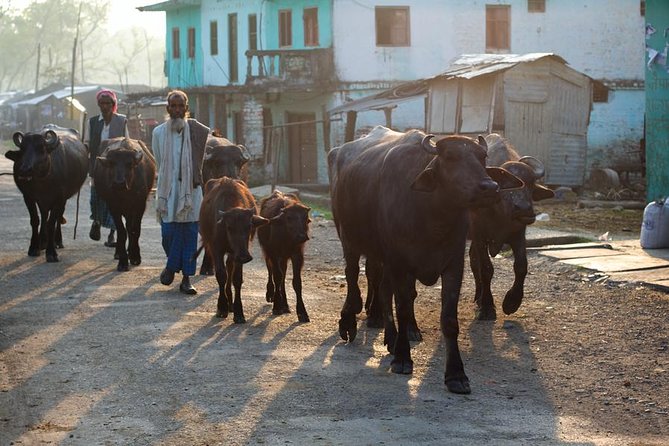 8 Days Buddhist Pilgrimage Lumbini & Jungle Safari Chitwan National Park Tour