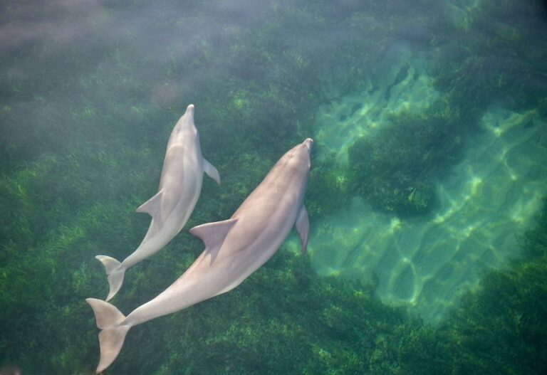 Adelaide: 3.5-Hour Guaranteed Wild Dolphin Watching Cruise