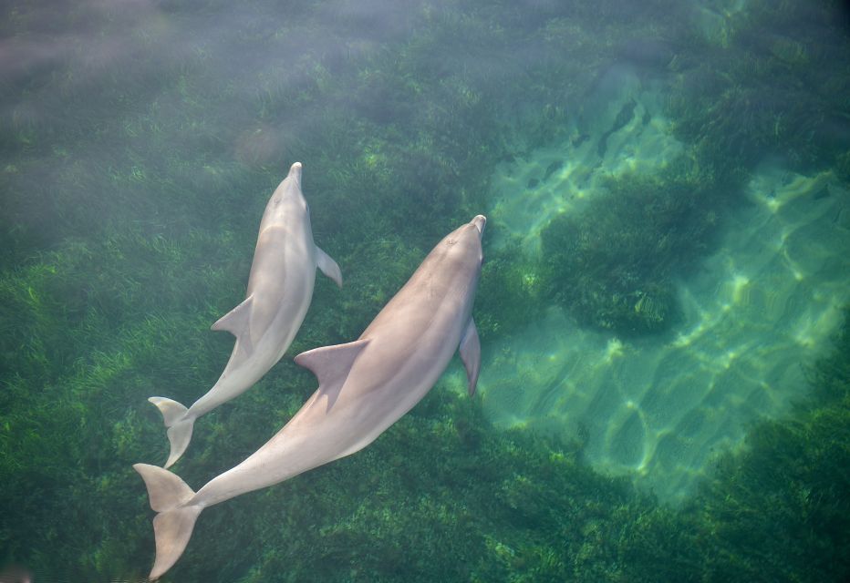 1 adelaide 3 5 hour guaranteed wild dolphin watching cruise Adelaide: 3.5-Hour Guaranteed Wild Dolphin Watching Cruise