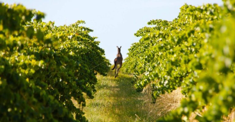 Adelaide: Wine and Wildlife 4WD Tour