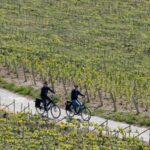 1 afternoon e bike champagne tour from reims Afternoon E-Bike Champagne Tour From Reims