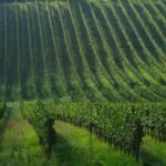 1 afternoon tour of the chianti wine region in tuscany Afternoon Tour of the Chianti Wine Region in Tuscany