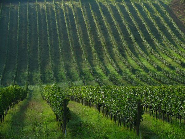 Afternoon Tour of the Chianti Wine Region in Tuscany