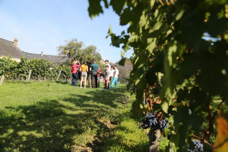 Afternoon- Wine Tour in Touraine From Tours or Amboise