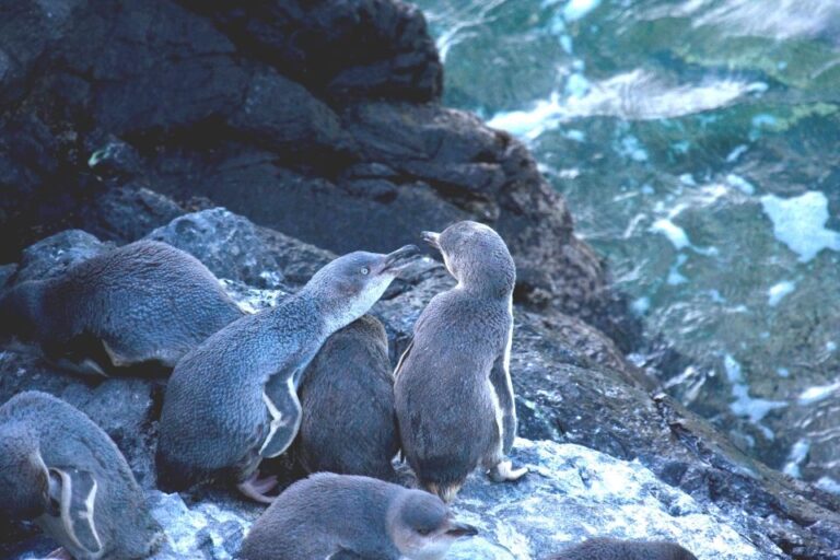 Akaroa: Pohatu Little Penguins 3-Hour Evening Experience