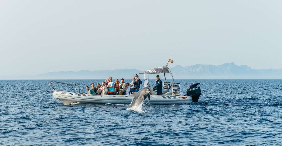 1 alcudia can picafort sunrise dolphin watching guided cruise Alcudia/Can Picafort: Sunrise Dolphin-Watching Guided Cruise