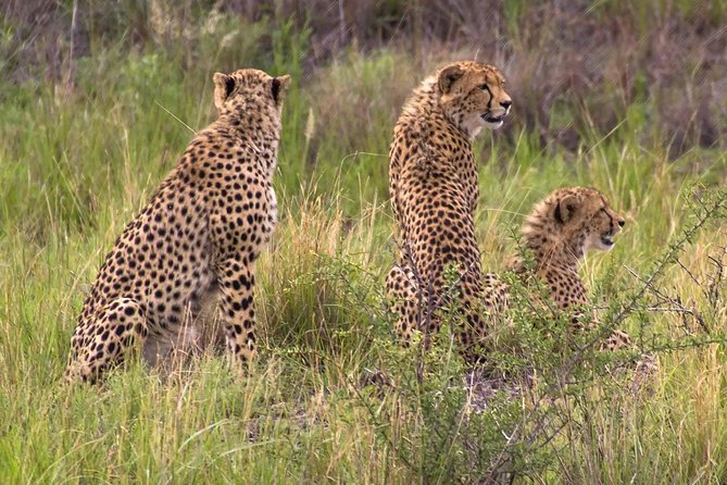 1 ann van dyk cheetah centre Ann Van Dyk Cheetah Centre