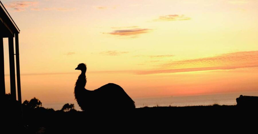 Apollo Bay: Dusk Discovery Great Ocean Road Wildlife Tour