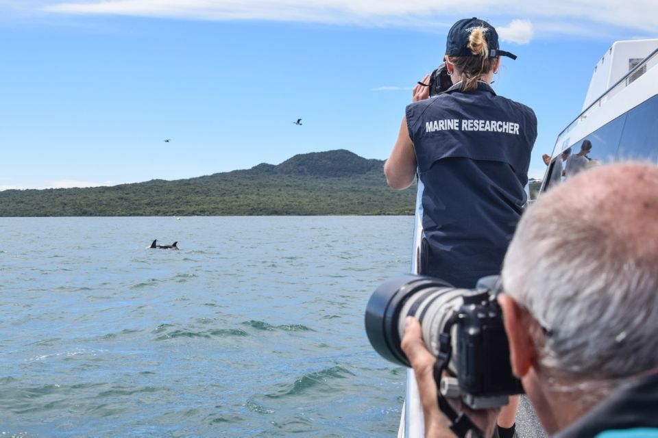 1 auckland whale and dolphin watching half day eco cruise Auckland: Whale and Dolphin Watching Half-Day Eco Cruise