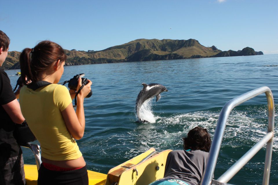 Bay of Islands: Bay Discovery Cruise With Island Stop-Over - Experience Highlights