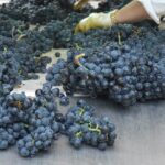 1 bordeaux wineries visit with tasting from san sebastian Bordeaux Wineries Visit With Tasting From San Sebastian