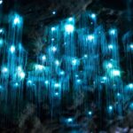 1 brisbane daytime glow worm caves hop on hop off bus tour Brisbane: Daytime Glow Worm Caves Hop-on Hop-off Bus Tour