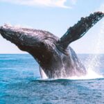1 bundaberg whale watching tour with lunch Bundaberg: Whale Watching Tour With Lunch