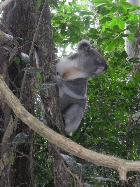 Byron Bay Half-Day Tour