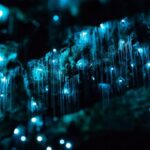 1 byron bay hinterland magic and glow worm experience Byron Bay: Hinterland Magic and Glow-Worm Experience